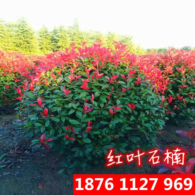 千颂园红叶石楠树苗 石楠球 红叶石楠小苗 红罗宾篱笆苗 庭院绿化苗木
