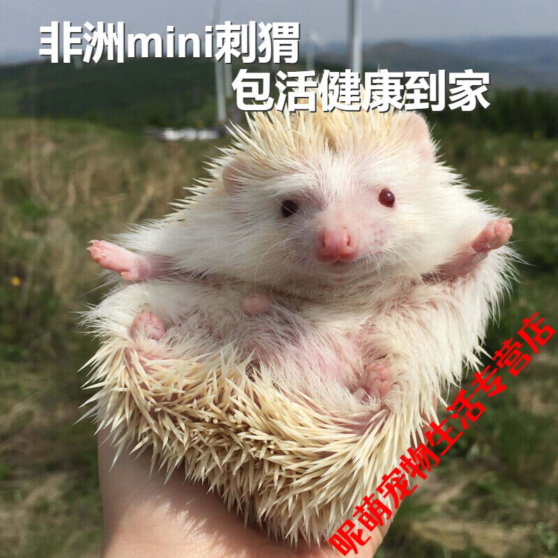 打疫苗纯种非洲迷你刺猬活物疫苗带笼子笼子刺猬幼崽 杏色母40天左右