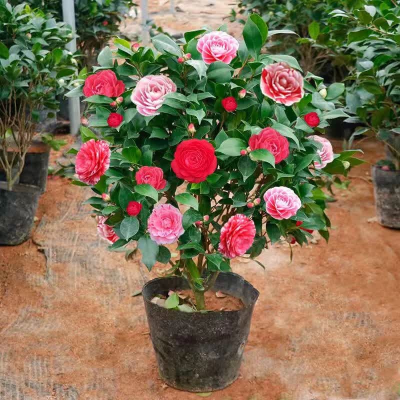 柏农香妃茶花树苗盆栽带花苞五色赤丹植物玫瑰花好养山茶花苗四季开花