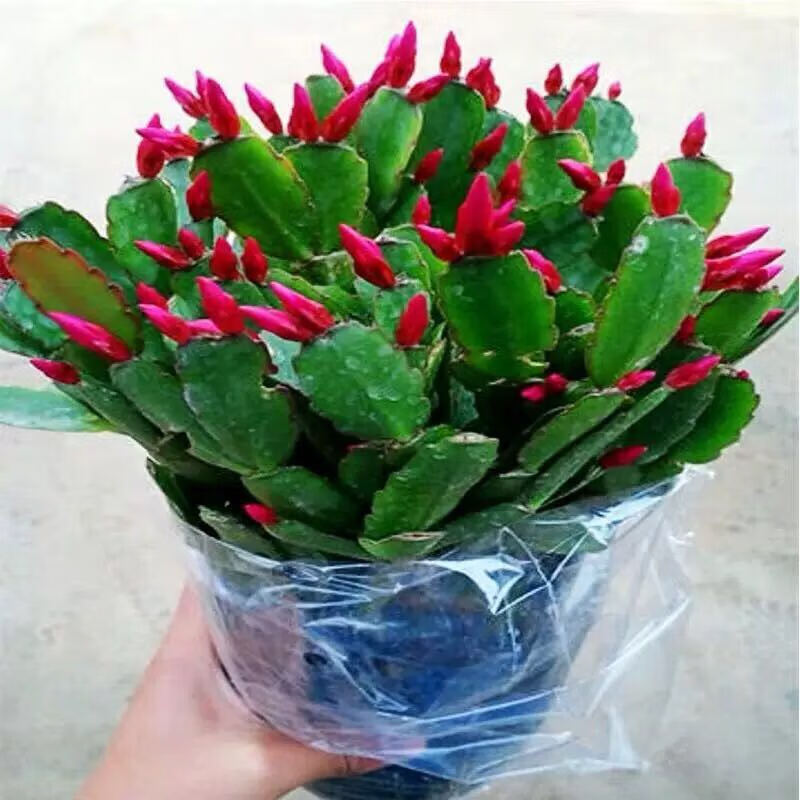 农民老史嫁接蟹爪兰苗盆栽植物多色花卉螃蟹抓莲 玫红色 原土发货
