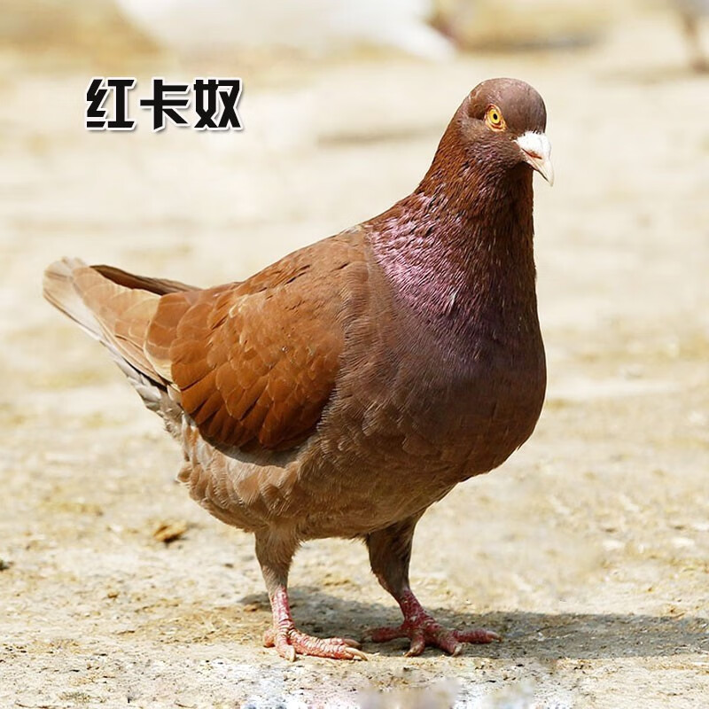 品云美宠鸽子活体肉鸽信鸽观赏鸽活物鸽子 红卡奴小青年