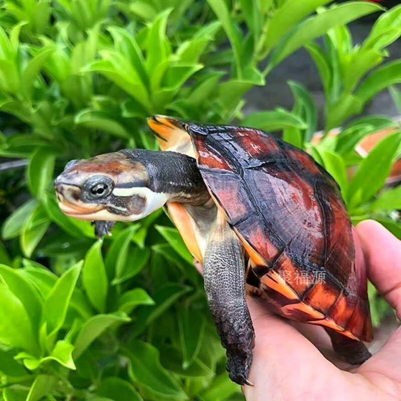 【招镇风寿】纯种石金龟 南石福龟  越南石龟活体 黄金龟 乌龟活体 金