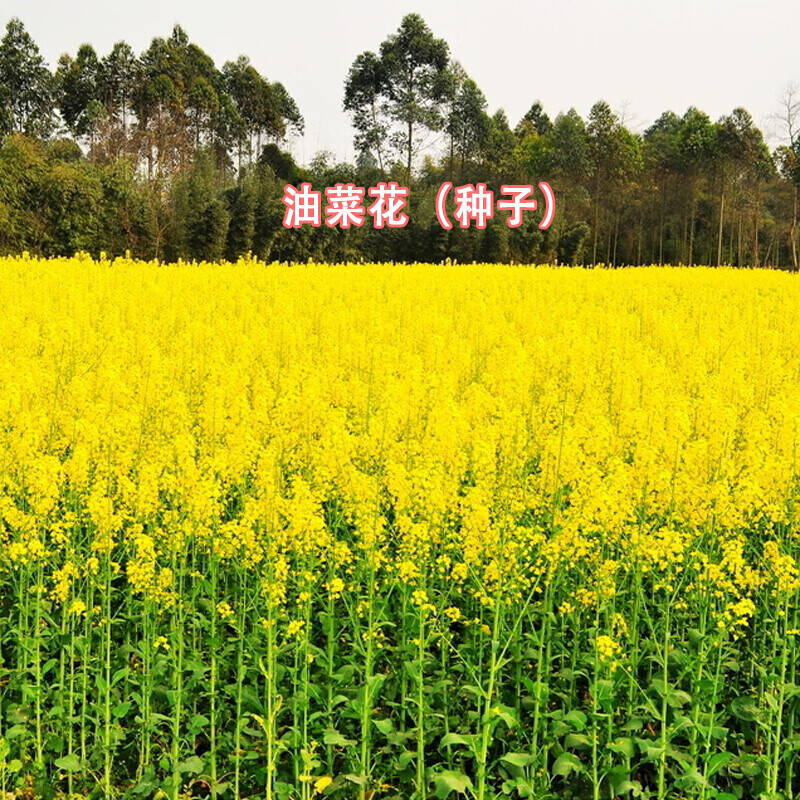 春沭 蔬菜种子 油菜花种子 大白菜种子 红香油麦菜种子 油菜花种子