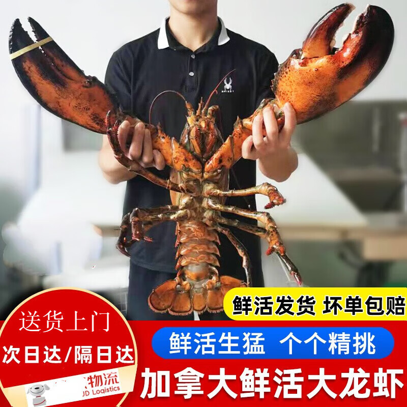 安峰山【活鲜】波士顿龙虾鲜活超大龙虾波龙澳龙加拿大澳洲大龙虾 450-550g/只