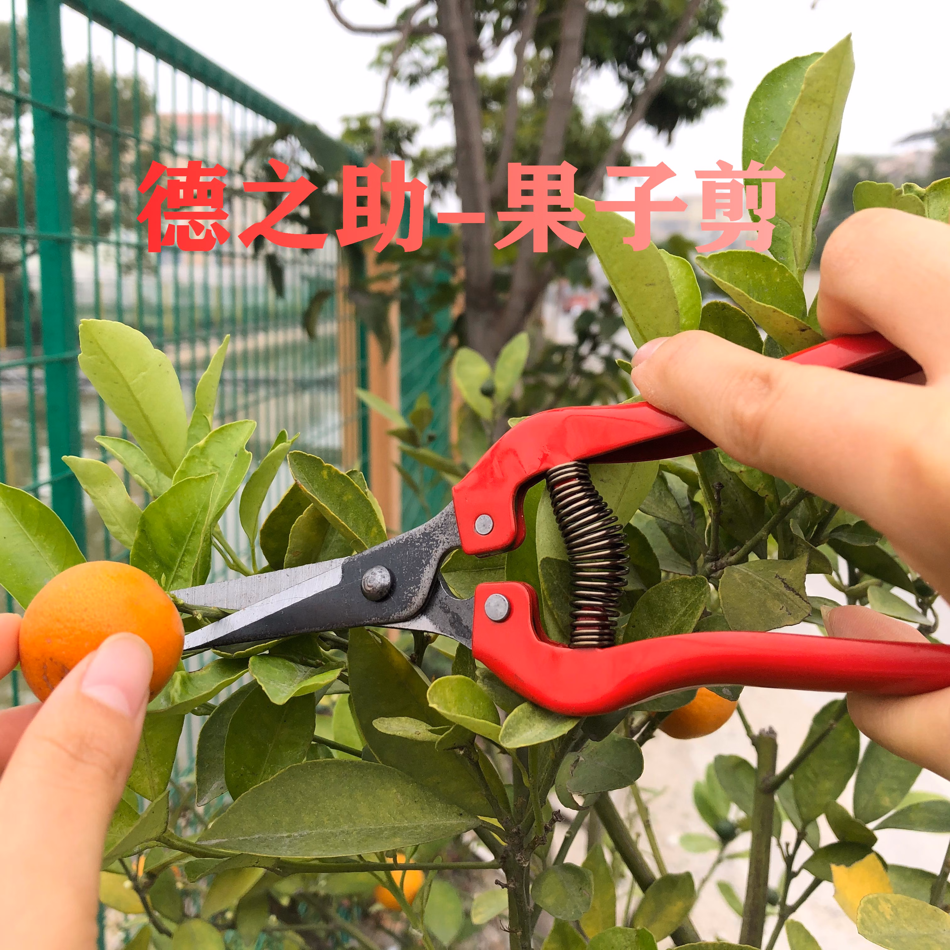 修枝剪园林花艺剪树枝修枝剪家用花剪果枝剪果树剪刀 德之助-摘果子剪