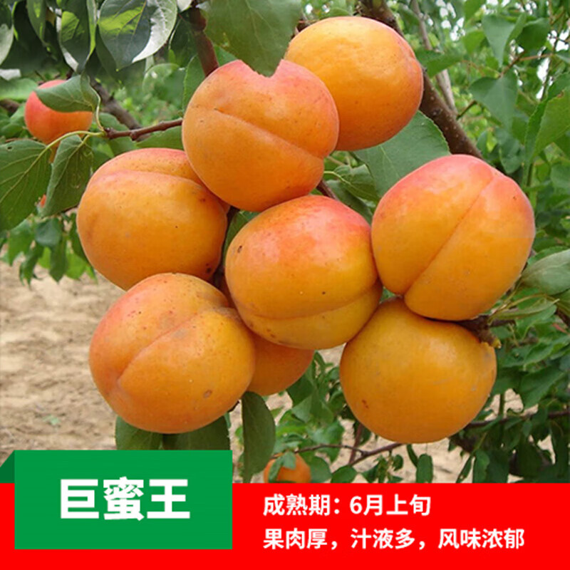 御卉阁 杏树嫁接苗特大北方新品种伊波杏苗盆栽地栽杏树苗水果苗果树