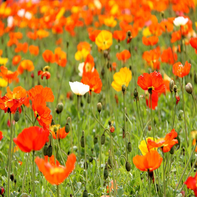 近期花草林木类的价格走势|花草林木类价格比较