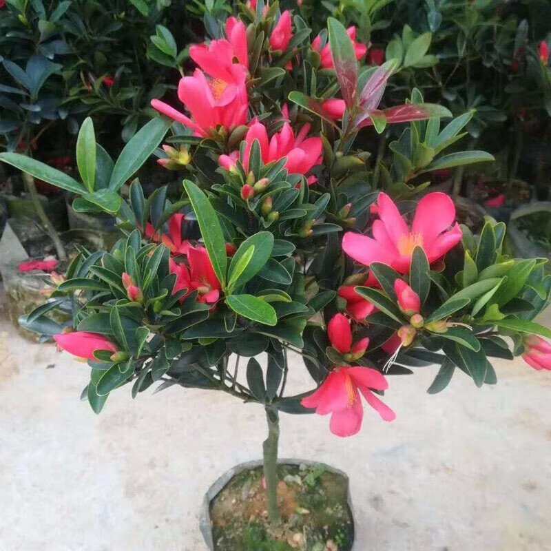 御春阁红山茶花盆栽四季茶花苗带花苞四季杜鹃大盆茶花树苗鲜艳