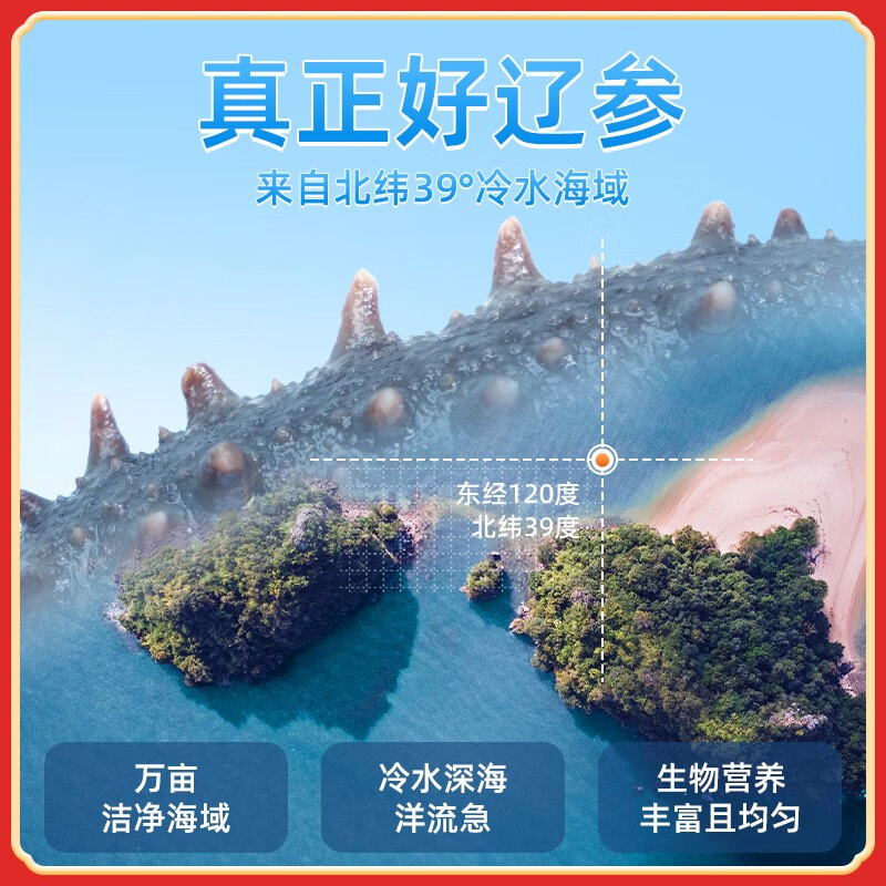 北皇海参大连鲜食海参深海野生辽刺参冷蒸新鲜即食海参 海鲜水产500g1斤装 7A 7-9只/斤 每头8-10cm  一斤装