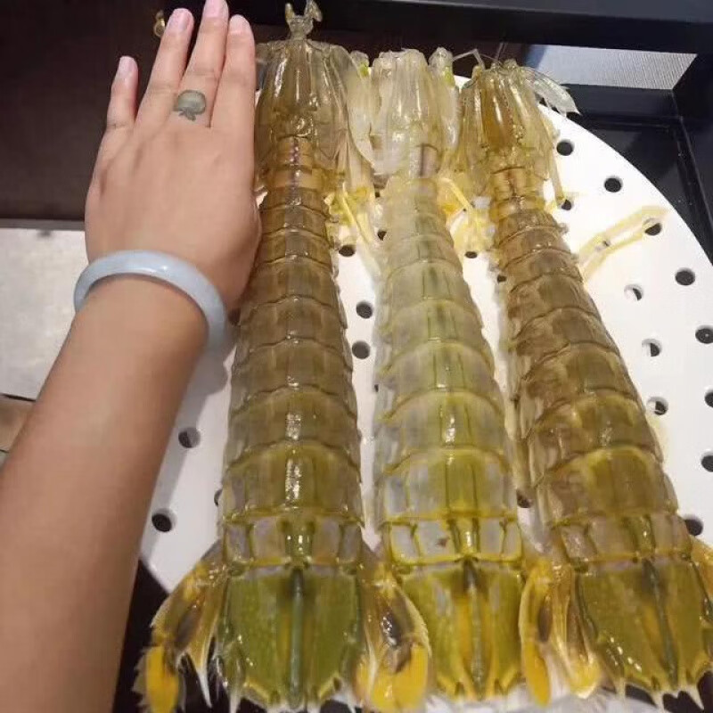 榕毅鲜生大皮皮虾巨型虾大虾鲜活熟冻濑尿虾海鲜虾姑爬虾子富贵虾整只