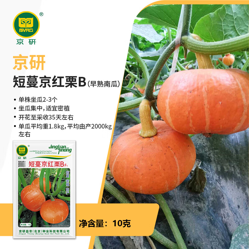 京研南瓜種子板栗味綠貝貝南瓜種孑長(zhǎng)香栗蜜本南瓜嫩南瓜農(nóng)科院蔬菜籽 京研早熟京紅栗10克