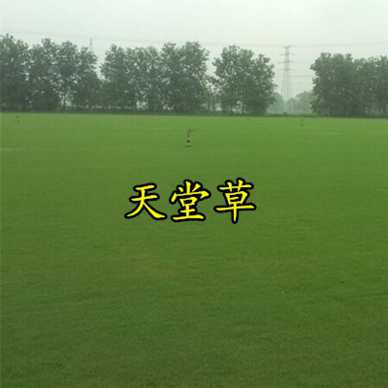 天堂草种子 矮生百慕大种子 矮生四季青草籽 耐旱耐践踏 天堂草 草坪