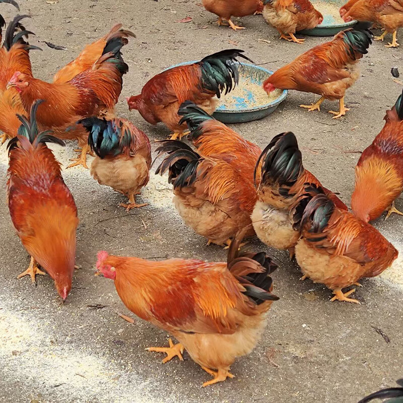 半大纯种一斤九斤红九斤黄鸡苗小鸡活苗三黄鸡土鸡麻羽脱温鸡仔崽