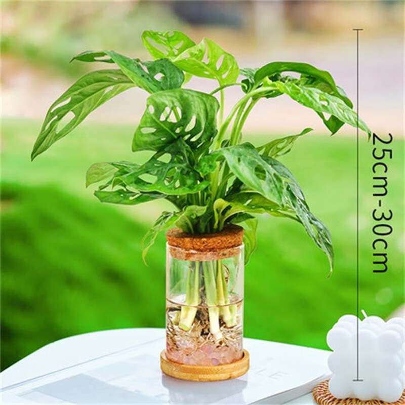 水培植物竹柏花卉绿植文竹万年青懒人小花草办公室盆栽 仙洞龟背竹 含