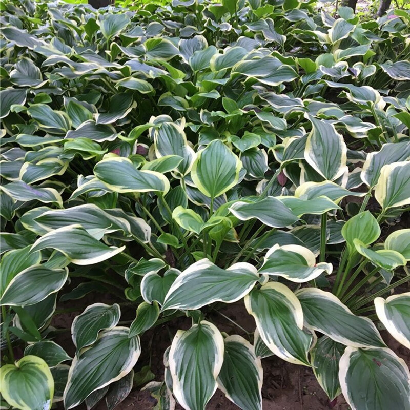 滨淇花叶玉簪花苗大金边带土白羽绿植姬大苗/花叶玉簪高20-30cm5棵