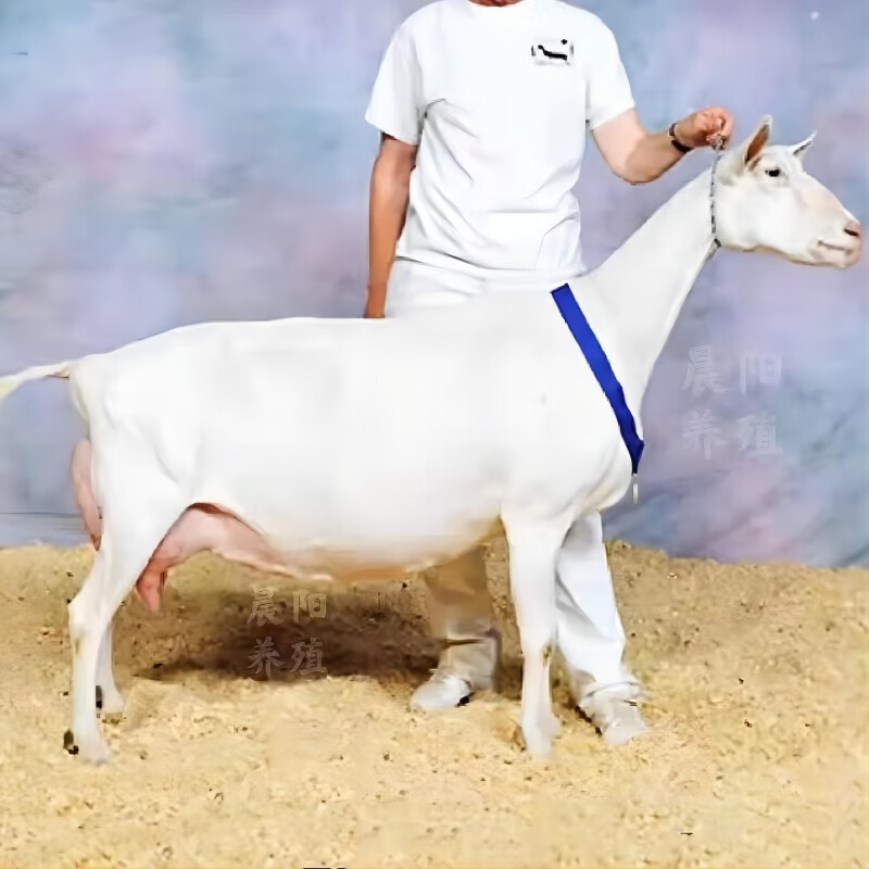 纯种萨能奶山羊怀孕母羊小羊羔小母羊产奶山羊成年公羊送养殖技术 母