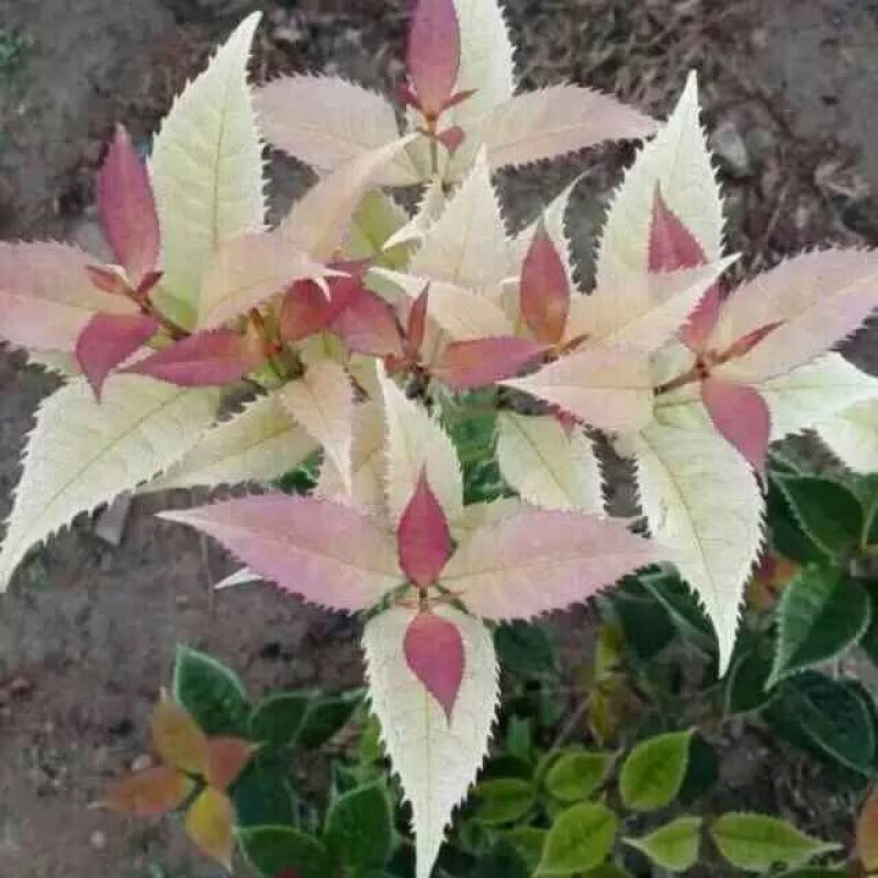 桂花新品种 银边彩叶桂五色五彩珍珠彩叶桂苗桂花树苗小苗 30厘米高度