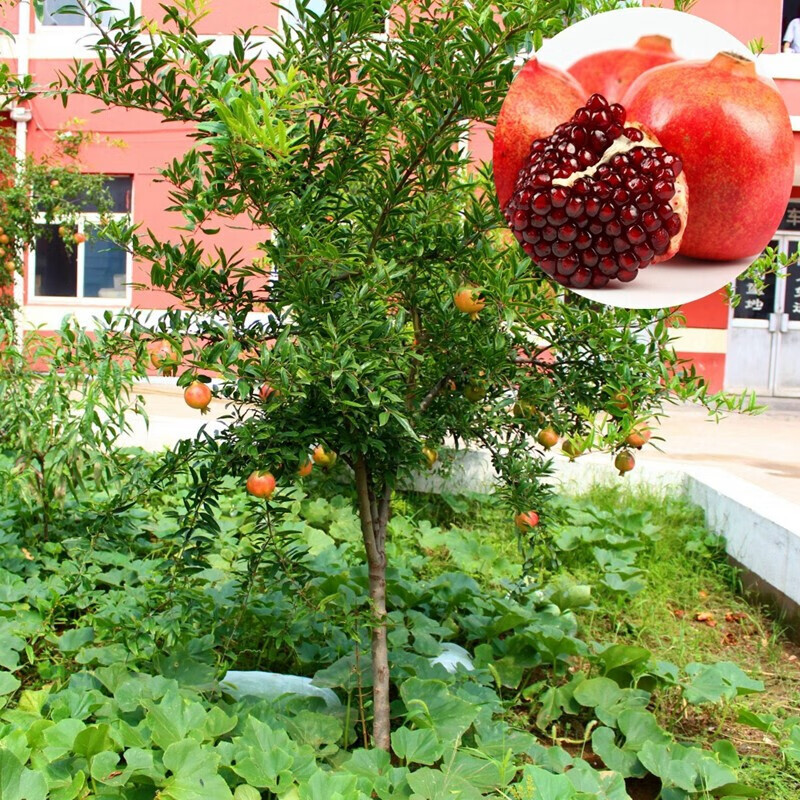 石榴树苗嫁接果石榴南北方种植室内外庭院盆栽地栽植物当年结果无籽大
