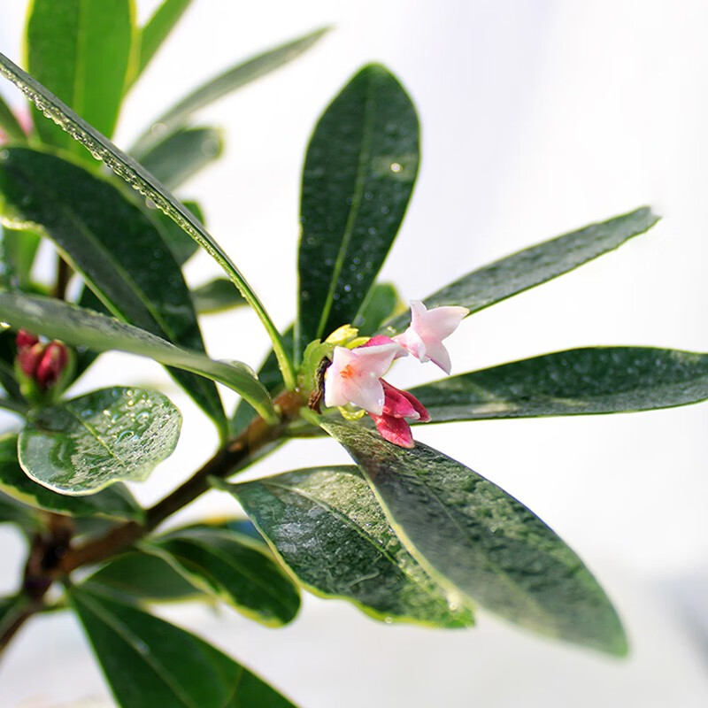 致荟树 金边瑞香风景花苗常绿室内室外绿化植物公园别墅庭院办公室