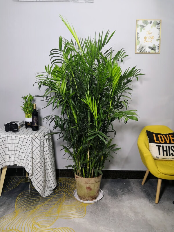 刘不丁夏威夷椰子树盆栽 富贵椰子盆景办公室室内植物清新空气绿植 高