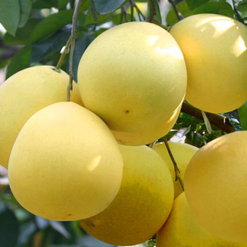 泰国红宝石青柚苗 果树苗新品种泰国暹罗三红蜜柚苗红心柚子树苗 泰国