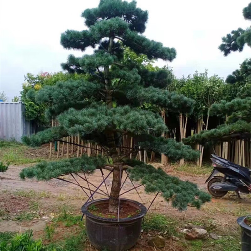 6米精品五针松