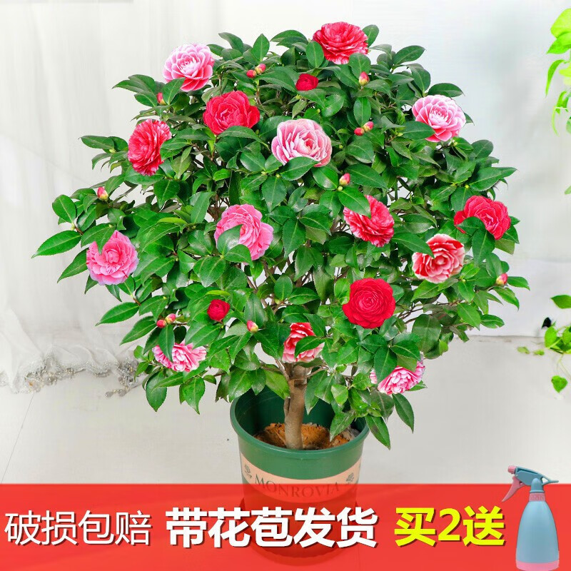 多瑙梦展卉茶花苗盆栽四季香妃茶花盆栽带花苞浓香型庭院室内好养五色赤 五色山茶花 3年苗不含花苞