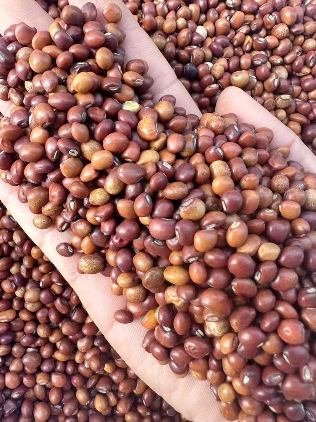 芗苒木豆种子四季护坡绿化种籽籽 木豆种子一斤