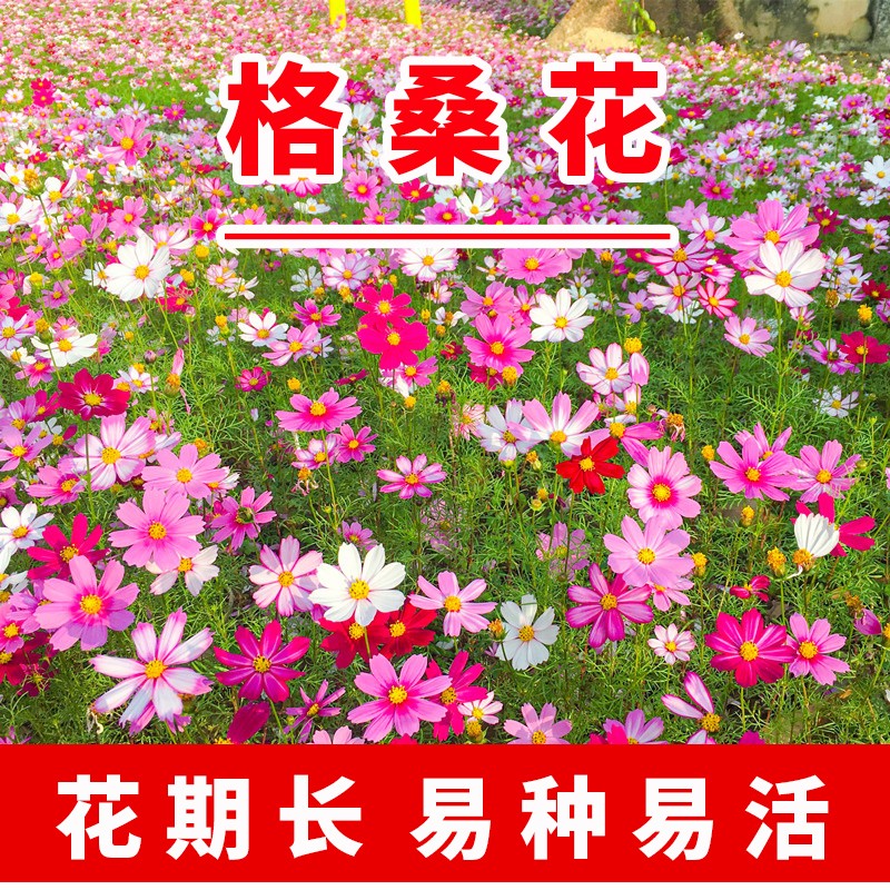 种易活百日草花种子道路野花组合格桑花室外开花庭院花籽种子 格桑花