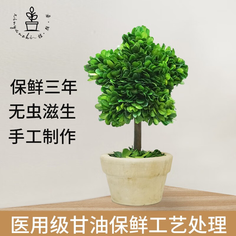 馨颜植盆景植物装饰品创意北极星树客厅桌面绿植新年家居摆件纯手工