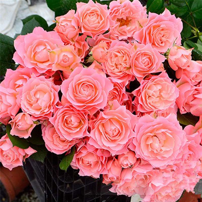 春沭永远的科莫月季花大苗大花微月浓香四季玫瑰耐寒阳台绿植盆栽花卉