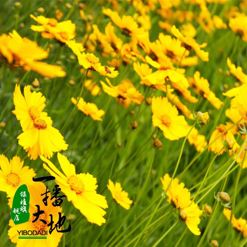 宿根 相关京东优惠商品 价格图片品牌优惠券 虎窝购