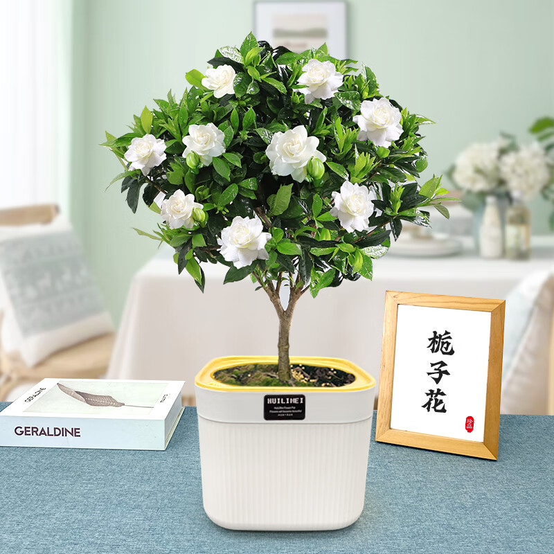 樱霞栀子花鲜花盆栽带花苞独杆矮密老桩室外牡丹棒棒糖阳台浓香型花卉