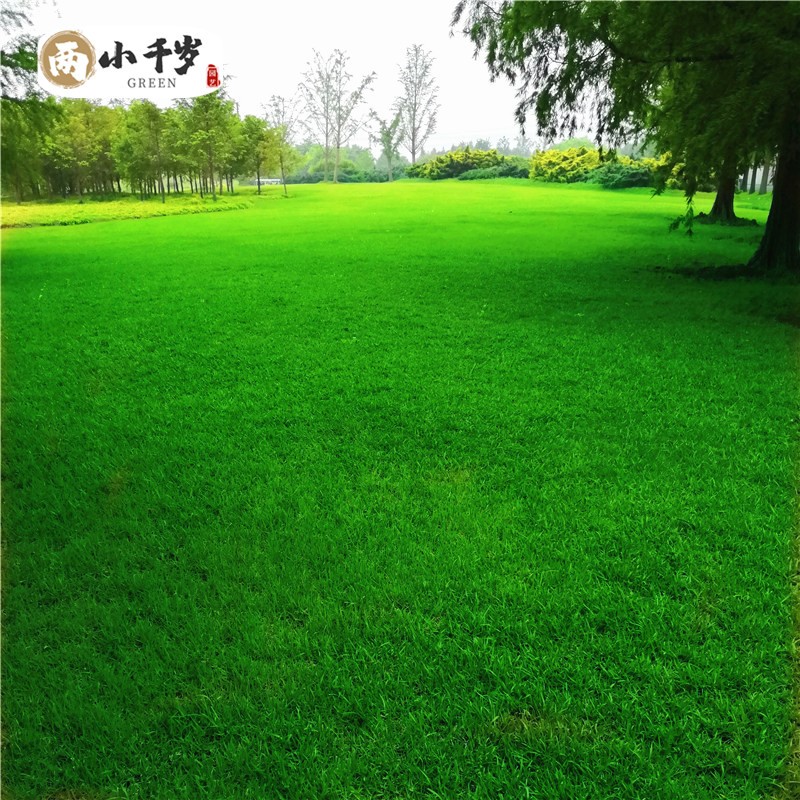 种子四季青庭院耐旱耐踩黑麦草狗牙根护坡种子绿化种子 四季青草籽1斤