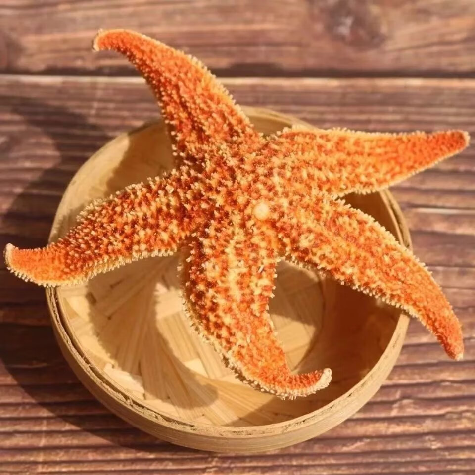 大海星精品干货干海盘车干海五星中药材养生滋补泡酒煲汤料 【红色-雌