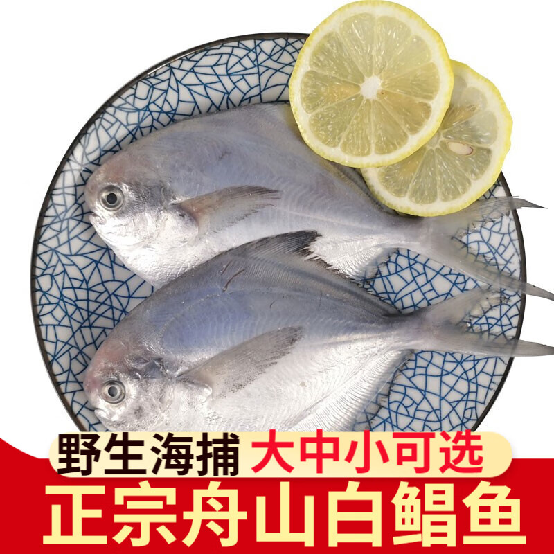一米渔 舟山白鲳鱼 整箱东海鲳鱼新鲜鲜活冷冻海捕野生海鲜银鲳鱼平鱼