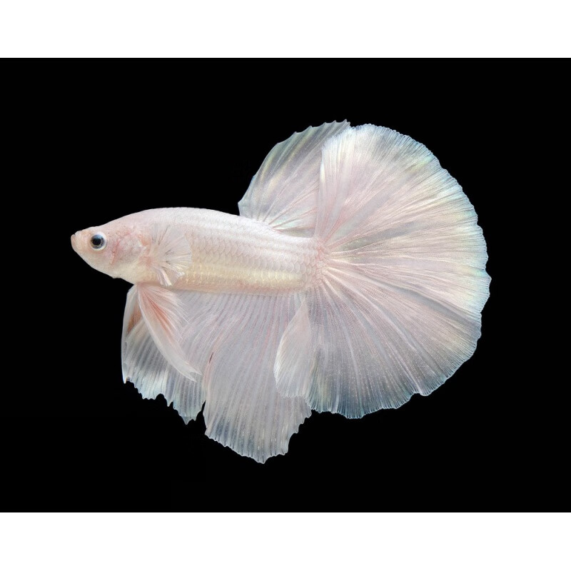 精品纯白色泰国半月斗鱼珠光肉粉红色小型热带观赏活体宠物鱼 纯白