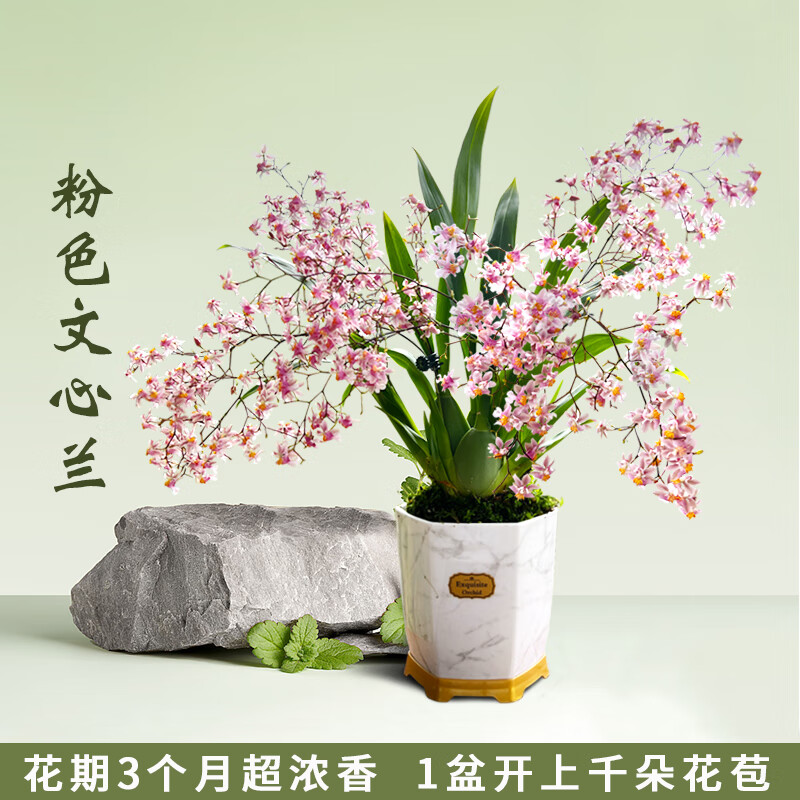 花卉历史价格在线查询|花卉价格走势图