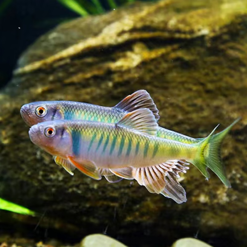 少羽原生长鳍鱲纯野宽鳍鱲溪流马口鱲冷水观赏宠物鱼淡水桃花鱼溪哥鱼