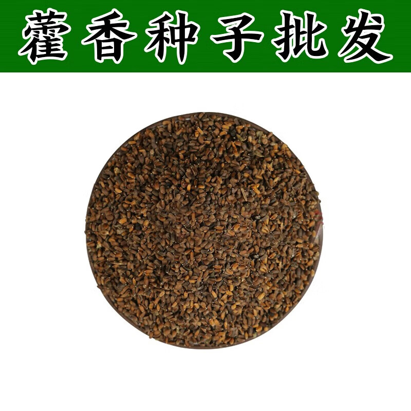 花之然藿香种子药材种子新藿香种籽可食用阳台四季盆栽香草籽 藿香