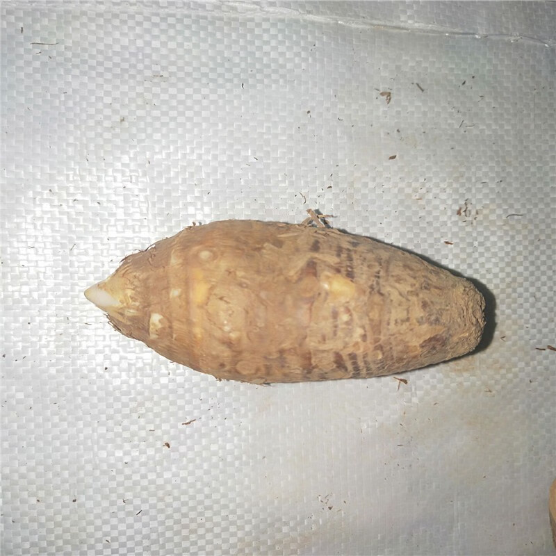 上客来独角莲种子 丁独豆独角连(莲)丁独豆独角连(莲)千天花干货无硫