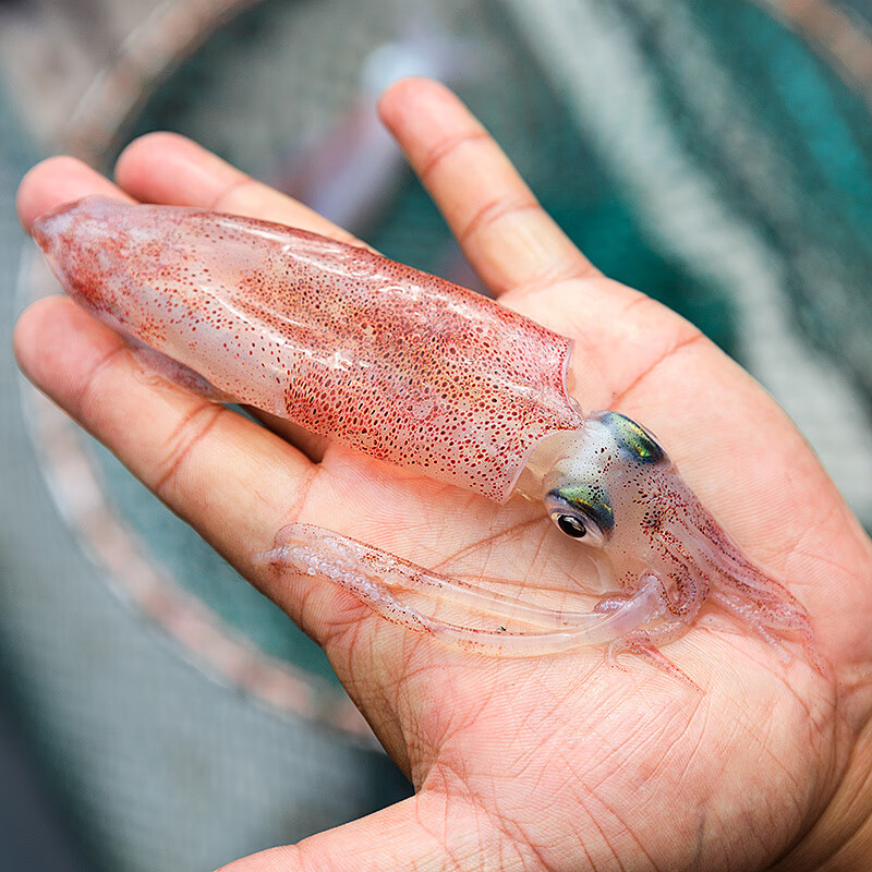 鲜可居 东山岛小管鱿鱼 灯光捕鱿鱼 野外海捕荧光小海兔 笔管 冷冻柔