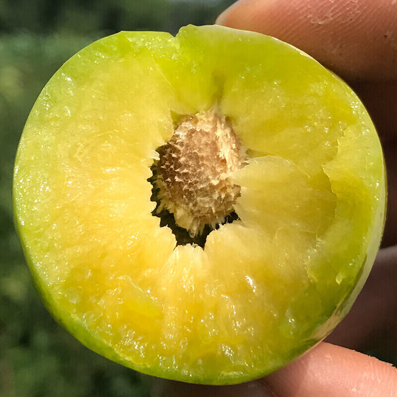 新鲜青脆李 脱骨脆李子 空心四川青红脆李水果2斤 生鲜团建活动商务