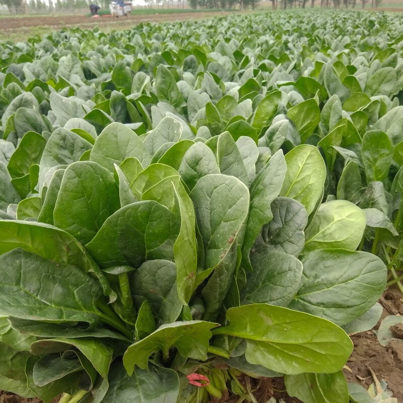 查蔬菜类历史价格的网站|蔬菜类价格比较