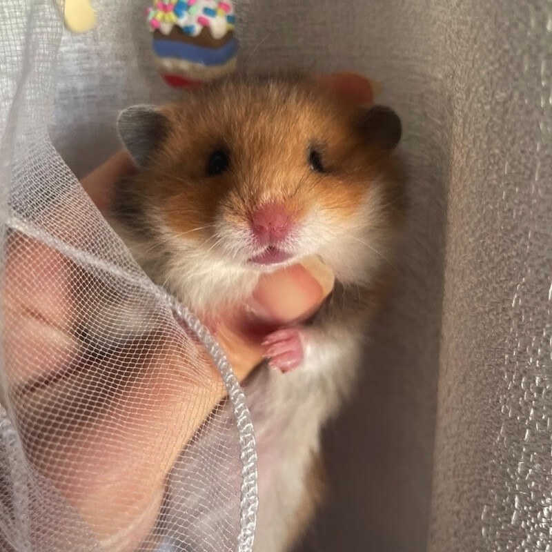 【家养】长毛金丝熊仓鼠活体温顺易上手适合宿舍家庭饲养的小动物