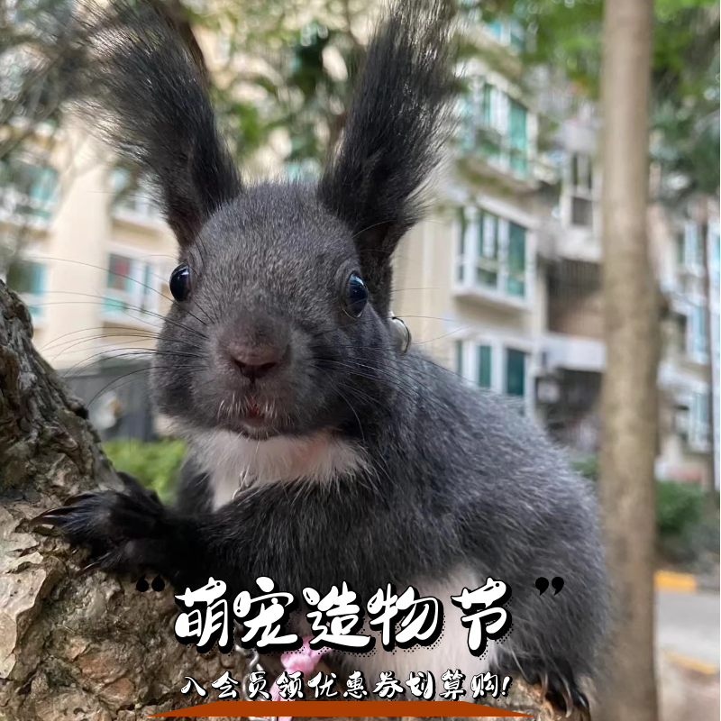 魔王松鼠压成(公母备注) 宠物