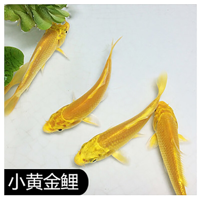 12-14厘米黄金锦鲤1条