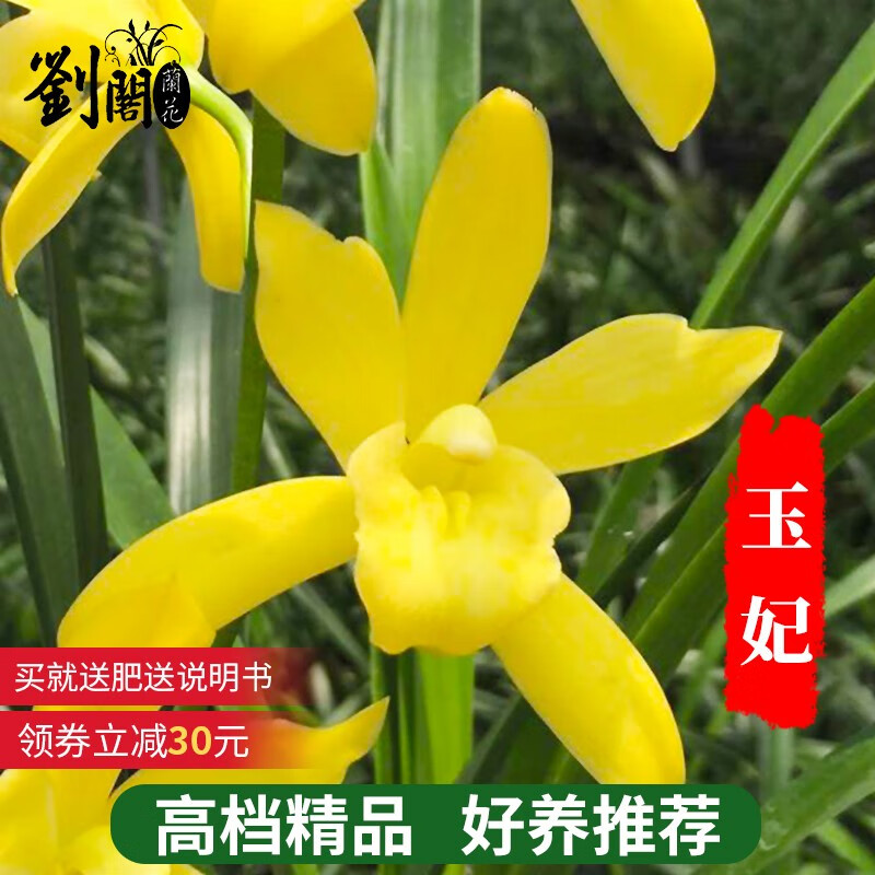 劉閣蘭花建兰四季兰花苗十里桃花 夏带浓香花苞出售 有香味的花卉绿植盆栽 建兰玉妃3苗连体裸根