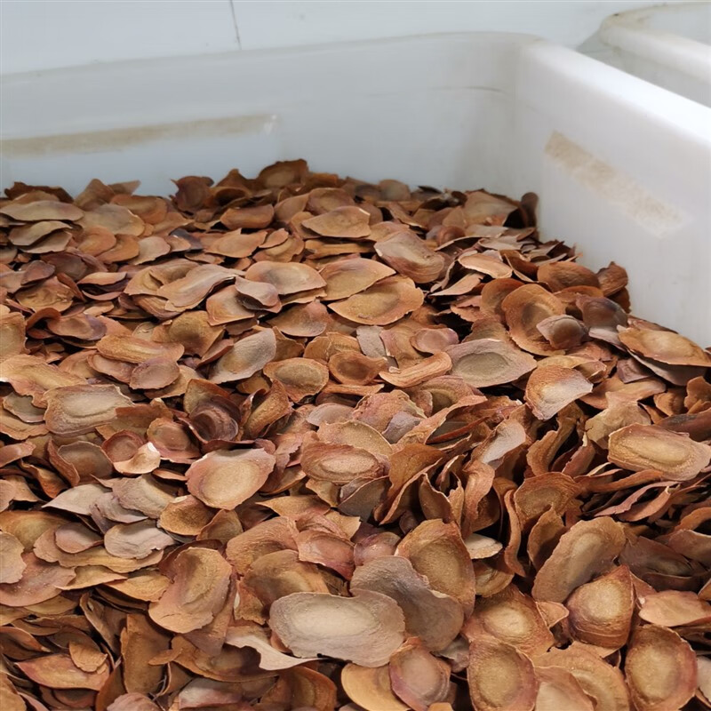 芗苒桃花心木种子桃花芯木种籽榔色木南洋芯木简装四季多年生林木种孑