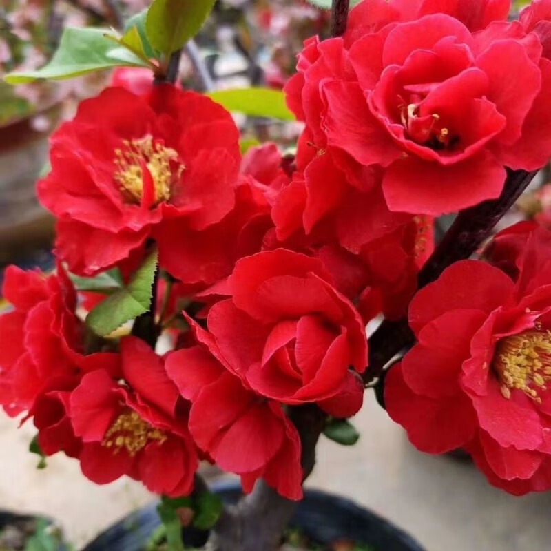 长寿冠海棠带花苞耐寒红四季开花海棠盆栽地栽海棠树苗 长寿冠海棠【2